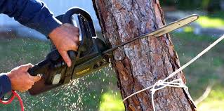 Best Tree Preservation Services  in Pacific Grove, CA